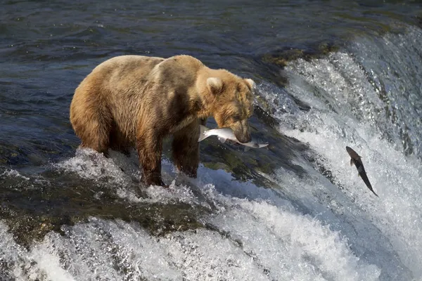 Grizzlybär fängt einen Lachs in einem Wildfluss in Alaska.