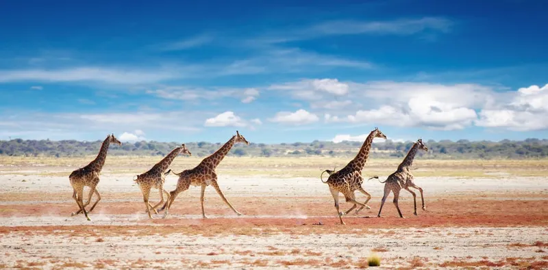 Rote Sanddüne 45 im Sossusvlei zur frühen Morgenstunde mit abgestorbenen Akazien im Toten Tal Deadvlei.