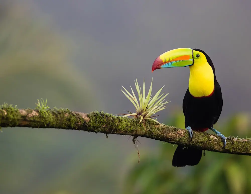 Bild Reisezeit Costa Rica