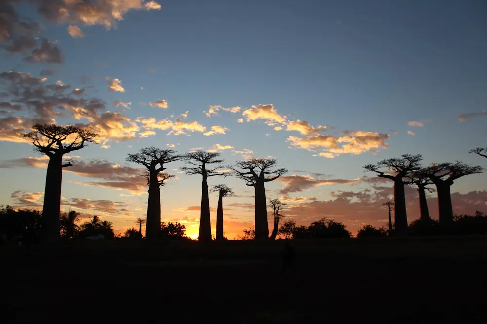 Bild Reisezeit Madagaskar
