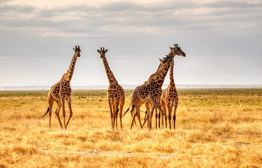 Bild Reisezeit Kenia